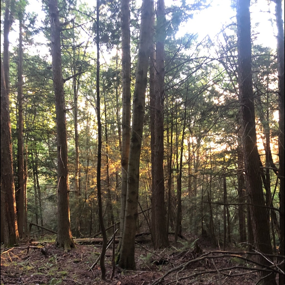 Meet your Posher, Carly